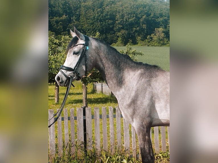 Arabian horses Mare 3 years 14.3 hh Grey in Kirchworbis