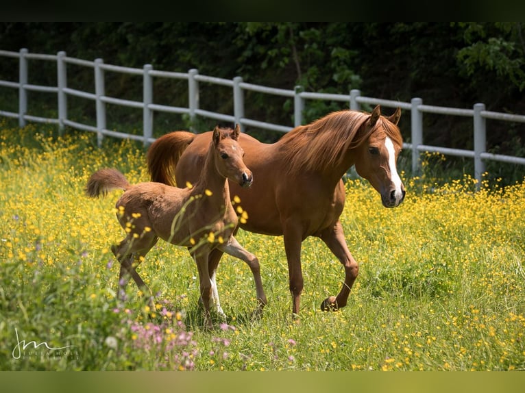 Arabian horses Mare 3 years 14,1 hh Brown in Söll