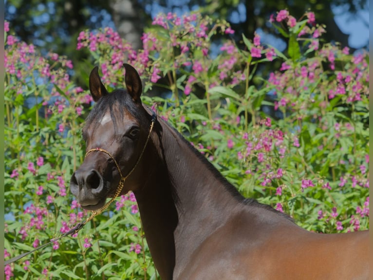 Arabian horses Mare 3 years 14,2 hh Brown in Hinterstoder