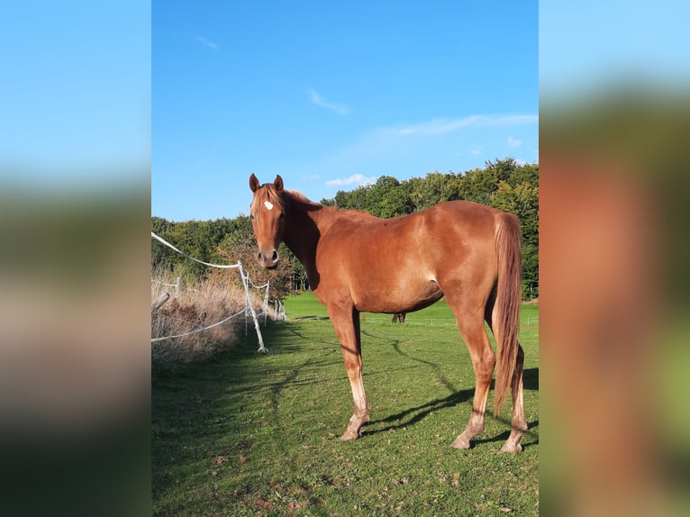 Arabian horses Mare 3 years 14,2 hh Chestnut-Red in Sefferweich