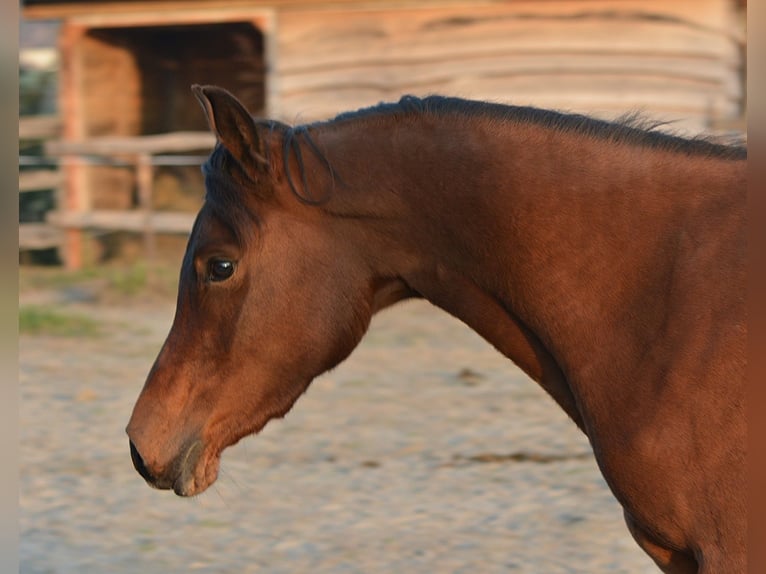 Arabian horses Mare 3 years 14,3 hh Brown in Kopriuvnica