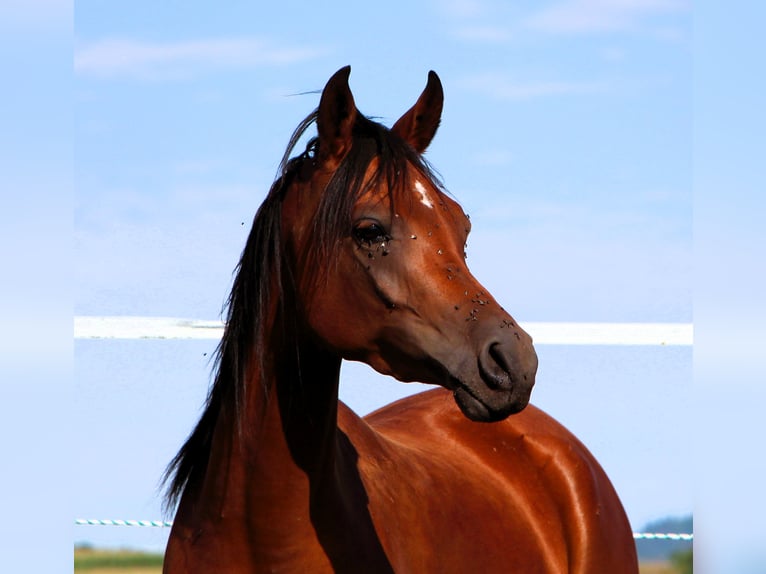 Arabian horses Mare 3 years 14,3 hh Brown in Kehl
