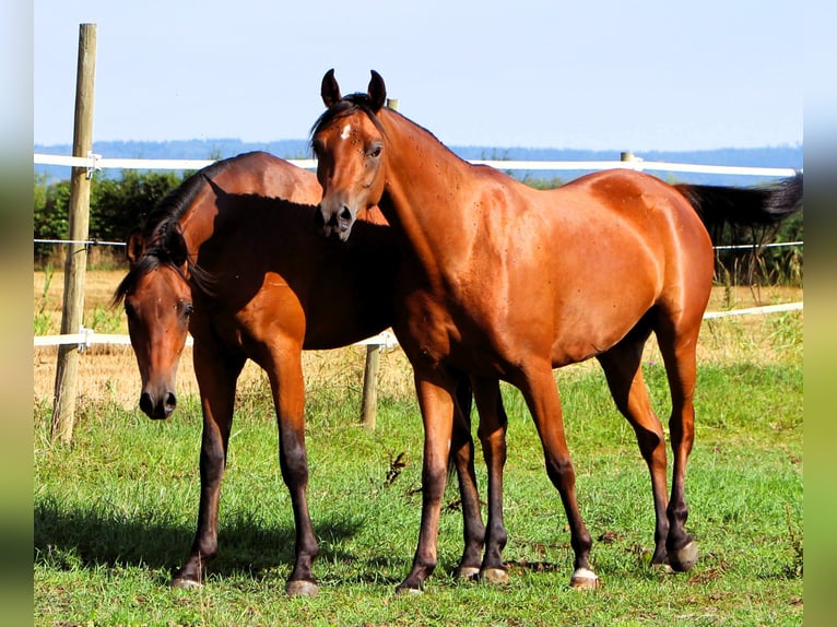 Arabian horses Mare 3 years 14,3 hh Brown in Kehl