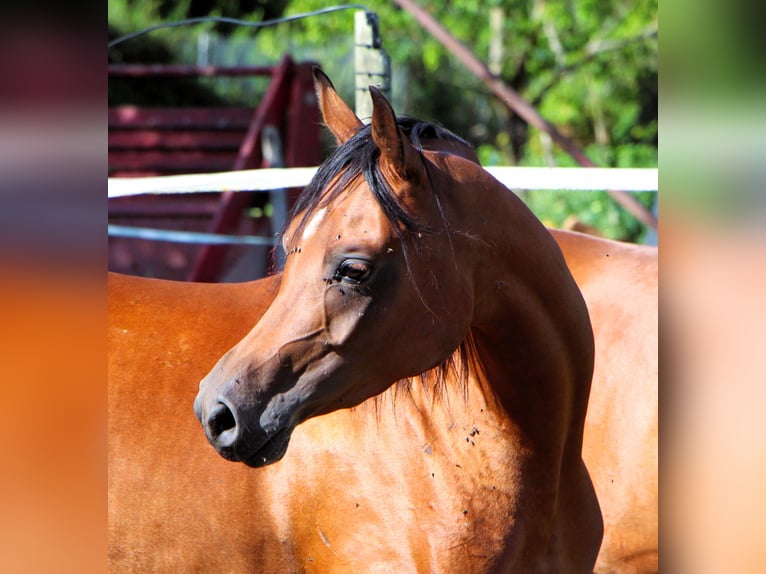 Arabian horses Mare 3 years 14,3 hh Brown in Kehl