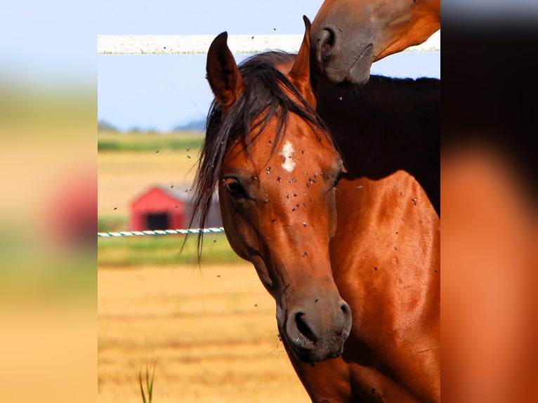 Arabian horses Mare 3 years 14,3 hh Brown in Kehl