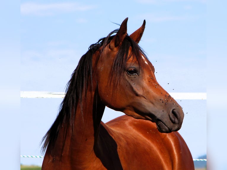 Arabian horses Mare 3 years 14,3 hh Brown in Kehl