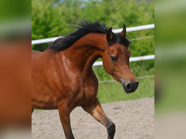 Arabian horses Mare 3 years 14,3 hh Brown in Lodz
