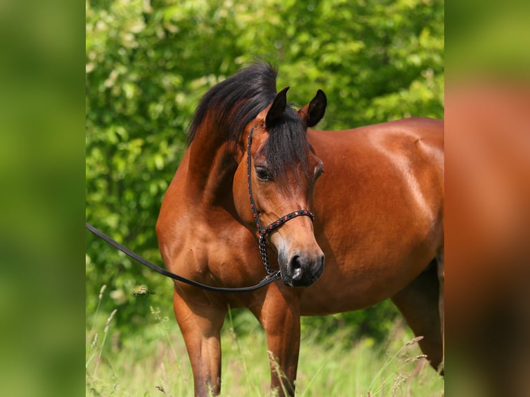 Arabian horses Mare 3 years 14,3 hh Brown in Lodz