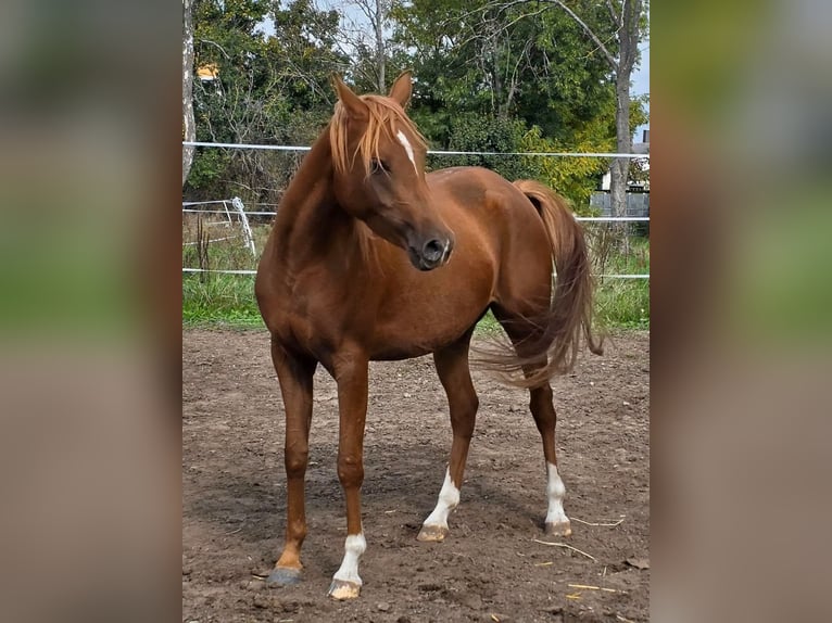 Arabian horses Mare 3 years 14,3 hh Chestnut-Red in Theresienfeld