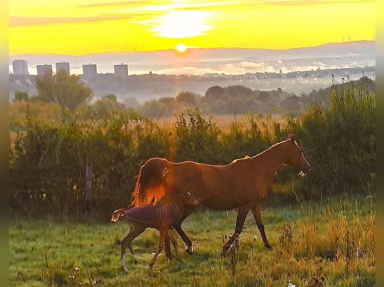 Arabian horses Mare 3 years 14,3 hh Chestnut-Red in Kassel