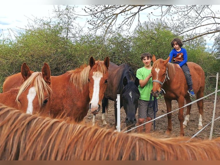 Arabian horses Mare 3 years 14,3 hh Chestnut-Red in Kassel