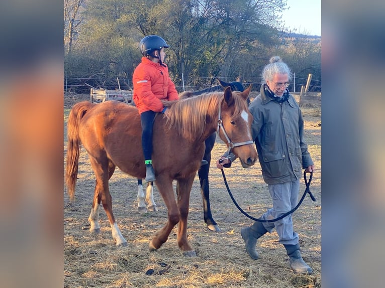 Arabian horses Mare 3 years 14,3 hh Chestnut-Red in Kassel
