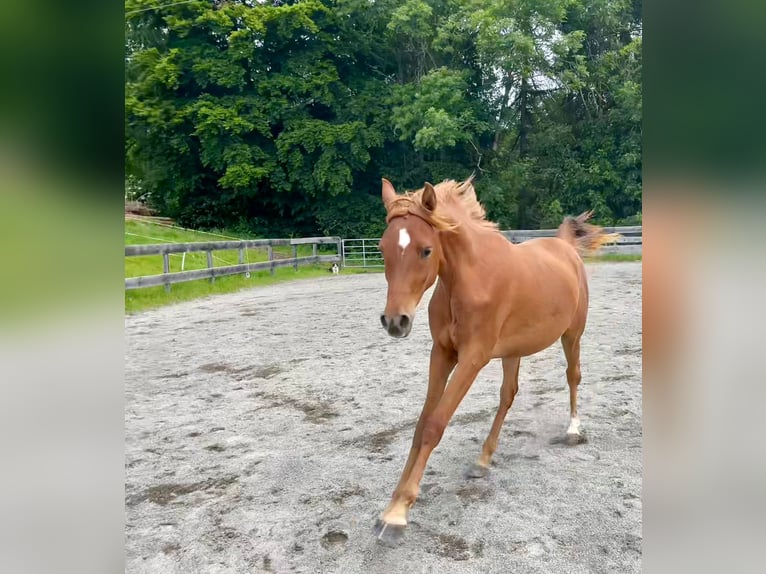 Arabian horses Mare 3 years 14,3 hh Chestnut-Red in Signat