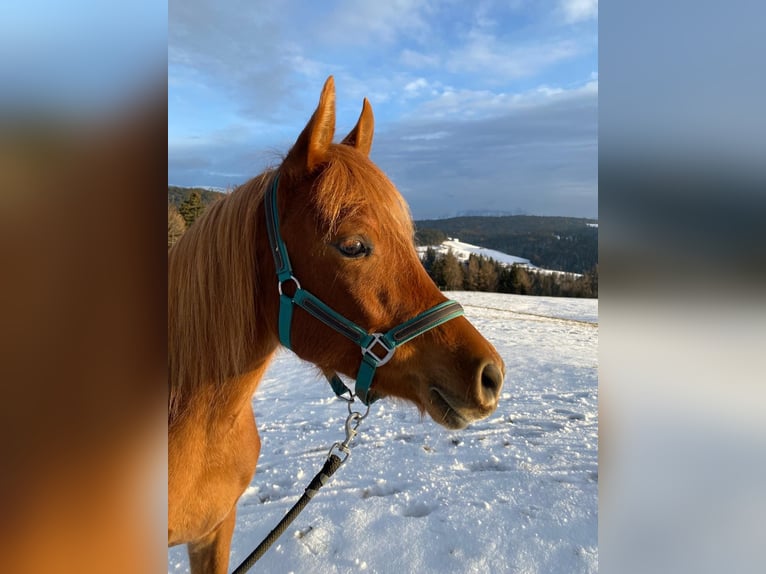 Arabian horses Mare 3 years 14,3 hh Chestnut-Red in Signat