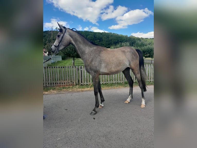 Arabian horses Mare 3 years 14,3 hh Grey in Kirchworbis