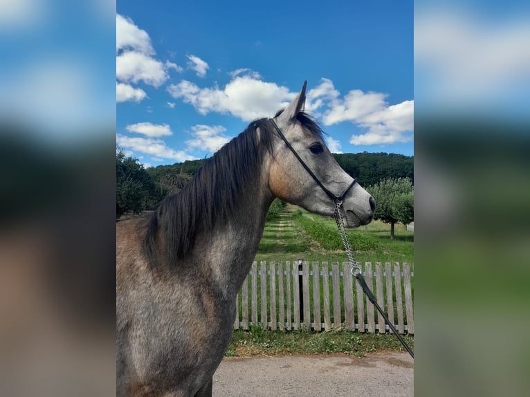 Arabian horses Mare 3 years 14,3 hh Grey in Kirchworbis