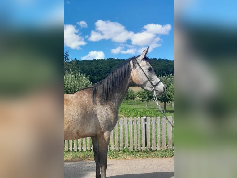 Arabian horses Mare 3 years 14,3 hh Grey in Kirchworbis