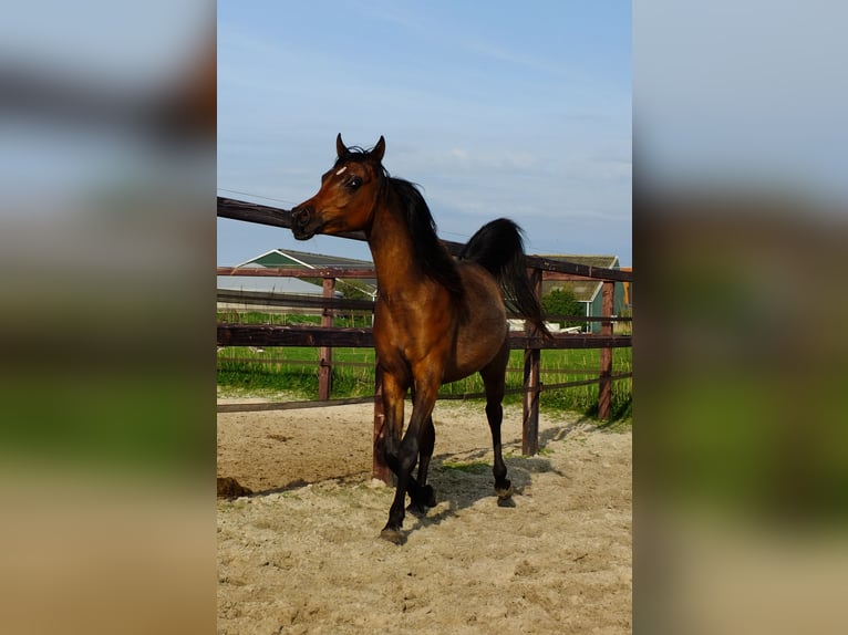 Arabian horses Mare 3 years 15,1 hh Bay-Dark in Hollum