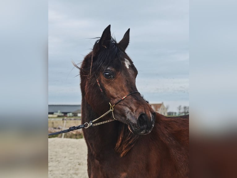 Arabian horses Mare 3 years 15,1 hh Bay-Dark in Hollum