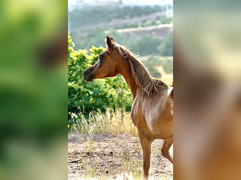 Arabian horses Mare 3 years 15.1 hh Chestnut-Red in Naquera, Valencia