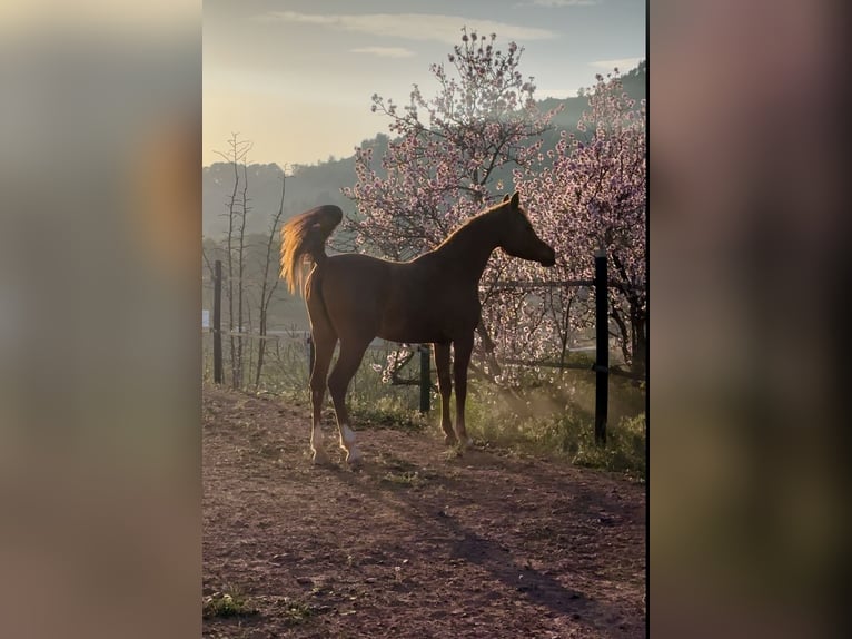 Arabian horses Mare 3 years 15.1 hh Chestnut-Red in Naquera, Valencia