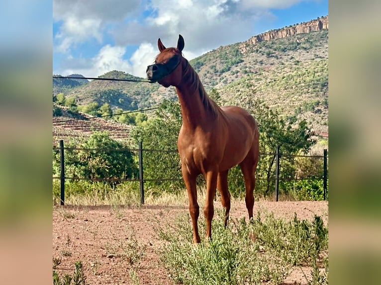 Arabian horses Mare 3 years 15.1 hh Chestnut-Red in Naquera, Valencia