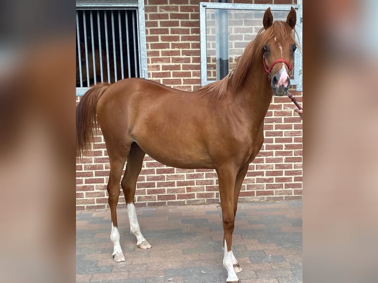 Arabian horses Mare 3 years 15,1 hh Chestnut-Red in Biel-Benken BL