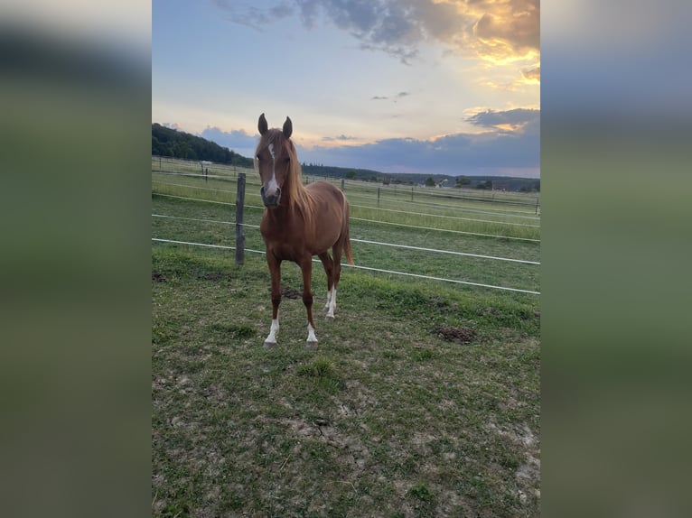 Arabian horses Mare 3 years 15,1 hh Chestnut-Red in Biel-Benken BL