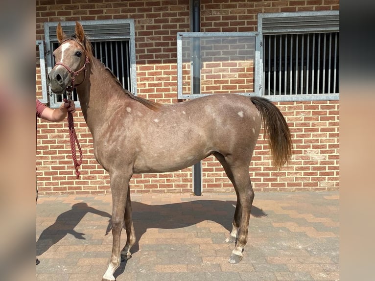 Arabian horses Mare 3 years 15,1 hh Chestnut-Red in Biel-Benken BL