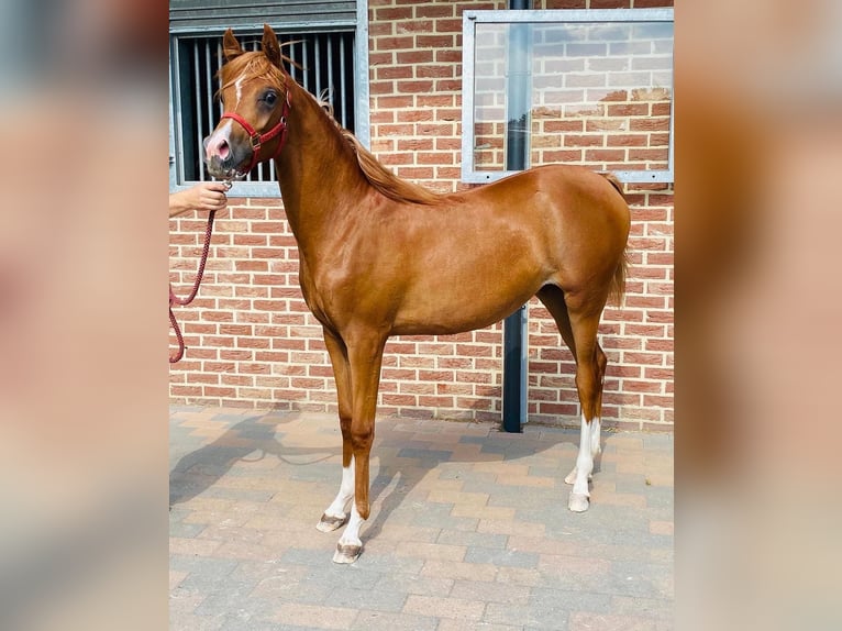 Arabian horses Mare 3 years 15,1 hh Chestnut-Red in Biel-Benken BL