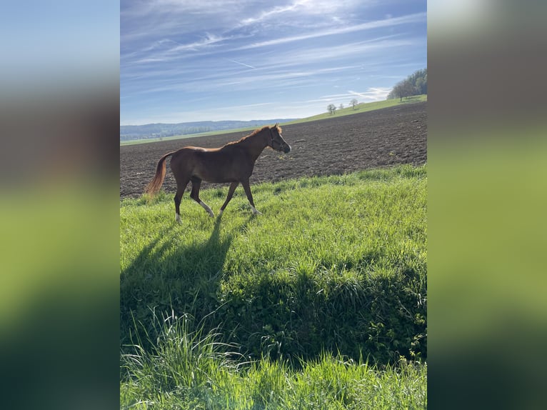 Arabian horses Mare 3 years 15,1 hh Chestnut-Red in Biel-Benken BL