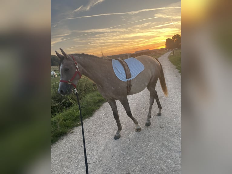 Arabian horses Mare 3 years 15,1 hh Chestnut-Red in Biel-Benken BL