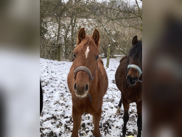 Arabian horses Mare 3 years 15.1 hh Chestnut-Red in Theras