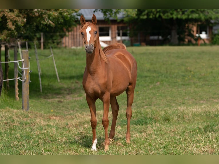 Arabian horses Mare 3 years 15,1 hh Chestnut-Red in Gemünden (Felda)