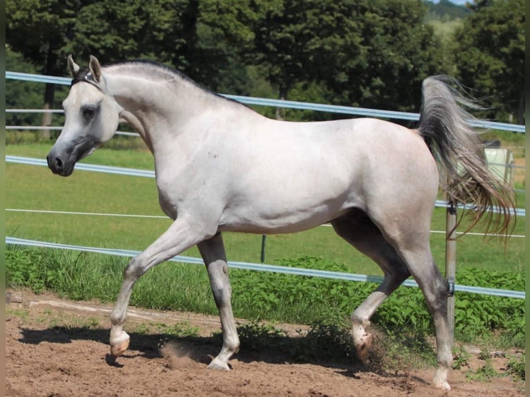 Arabian horses Mare 3 years 15,1 hh Chestnut-Red in Gemünden (Felda)