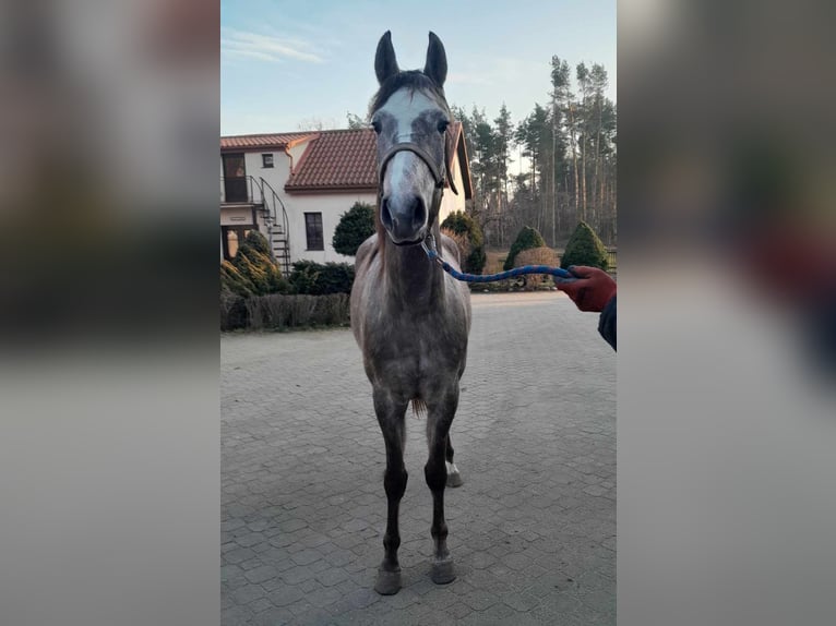 Arabian horses Mare 3 years 15,1 hh Gray in Nowa Ma&#x142;a Wie&#x15B;