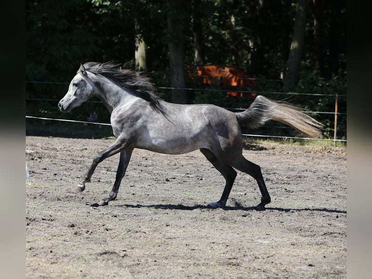 Arabian horses Mare 3 years 15,1 hh Gray in Helmond