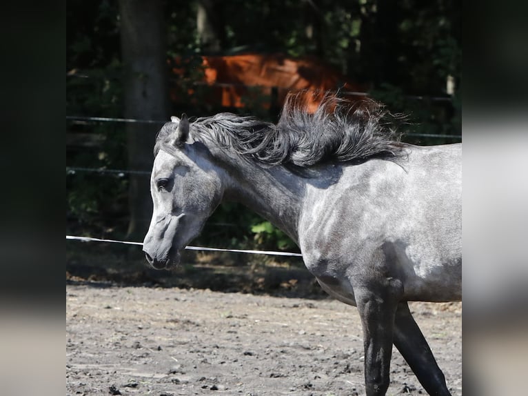 Arabian horses Mare 3 years 15,1 hh Gray in Helmond