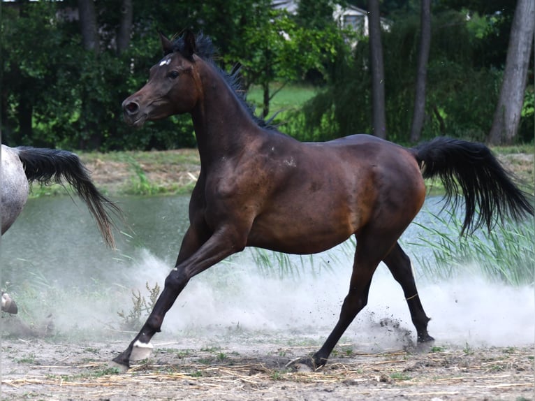 Arabian horses Mare 3 years 15,1 hh Smoky-Black in Be&#x142;&#x17C;yce