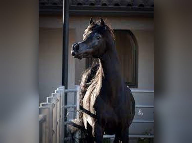 Arabian horses Mare 3 years 15,1 hh Smoky-Black in Be&#x142;&#x17C;yce