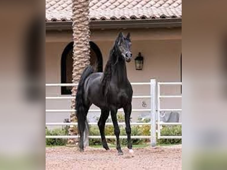 Arabian horses Mare 3 years 15,1 hh Smoky-Black in Be&#x142;&#x17C;yce