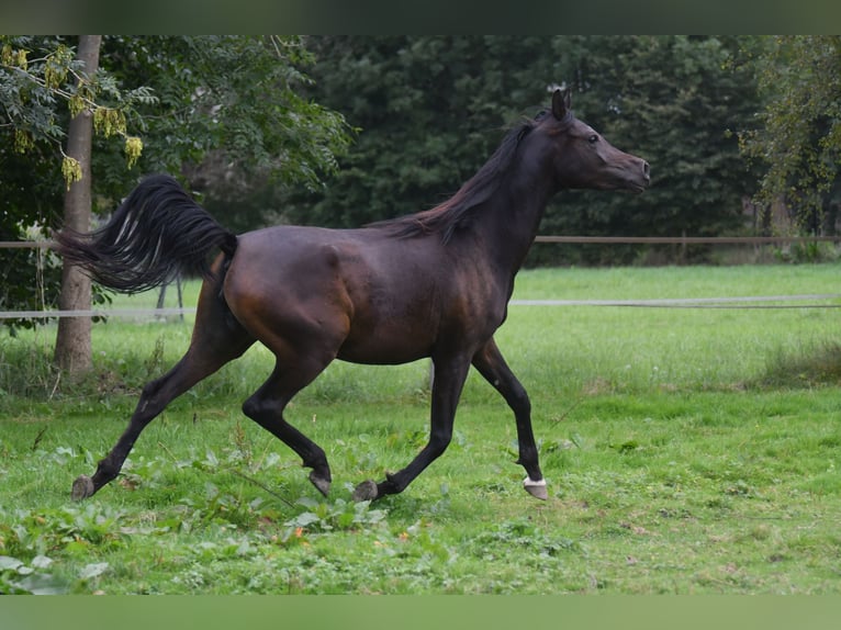 Arabian horses Mare 3 years 15,1 hh Smoky-Black in Be&#x142;&#x17C;yce