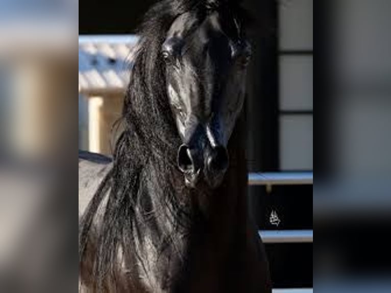 Arabian horses Mare 3 years 15,1 hh Smoky-Black in Be&#x142;&#x17C;yce