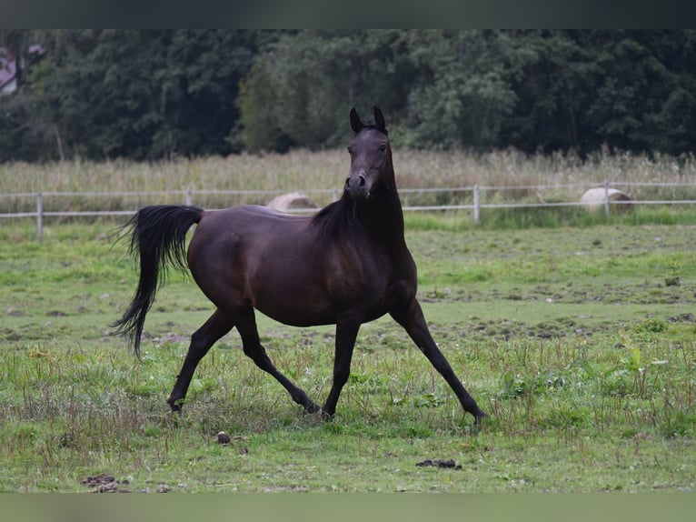 Arabian horses Mare 3 years 15,1 hh Smoky-Black in Be&#x142;&#x17C;yce