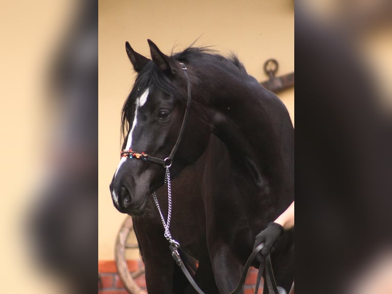 Arabian horses Mare 3 years 15,2 hh Black in Santok