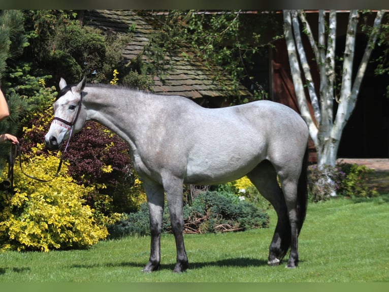 Arabian horses Mare 3 years 15,2 hh Gray in Santok