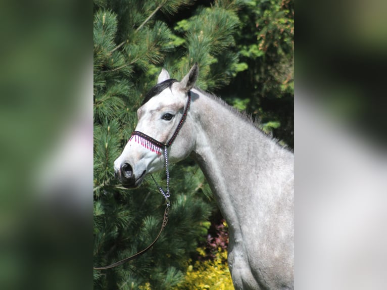 Arabian horses Mare 3 years 15,2 hh Gray in Santok