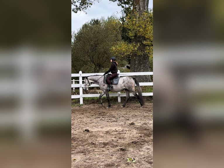 Arabian horses Mare 3 years 15,2 hh Gray in Santok