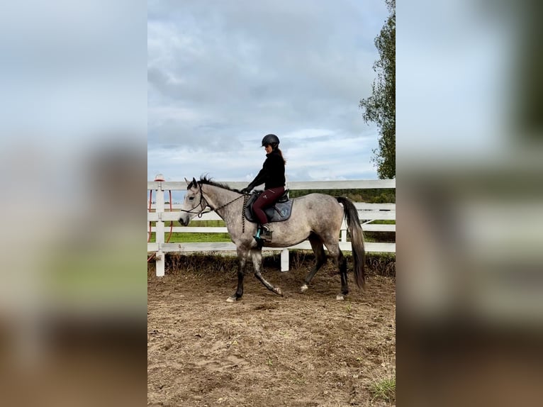 Arabian horses Mare 3 years 15,2 hh Gray in Santok