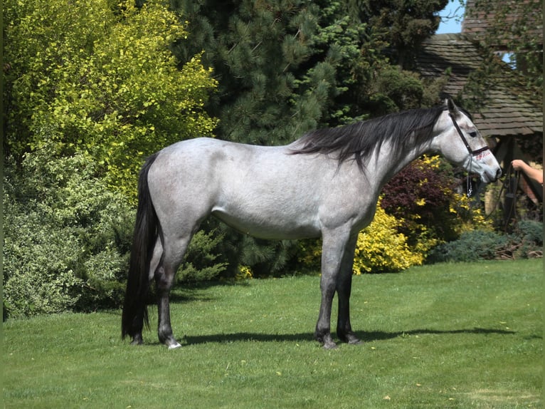 Arabian horses Mare 3 years 15,2 hh Gray in Santok